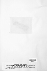 Anthostomella phaeosticta image